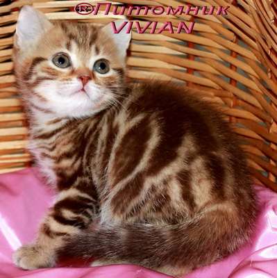  Британские котята шоколадный мрамор.Питомник VIVI