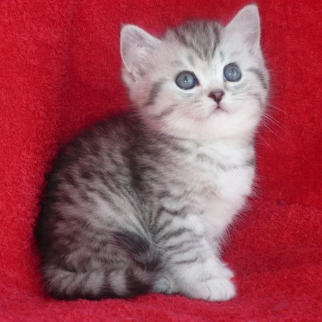 Британский короткошерстный плюшевый котик. Окрас (вискас)