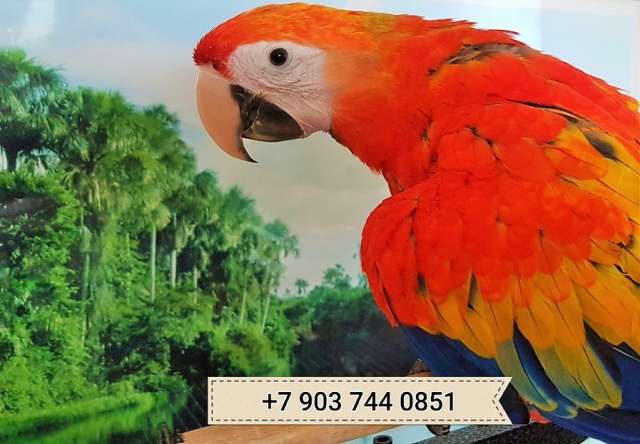 Красный ара (ara macao) - абсолютно ручные птенцы из питомника