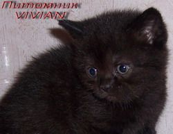  Британские черные котята с апельсиновыми глазами из питомни