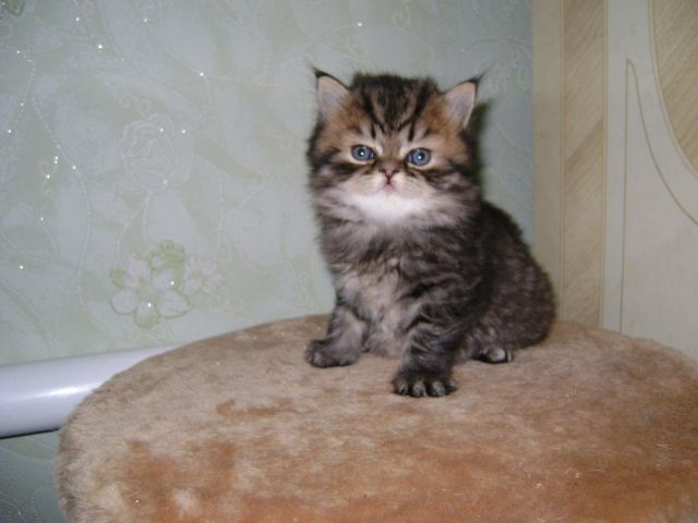 Продам персидского котенка!!!Тигренок:)