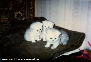 персидские и экзотические котята