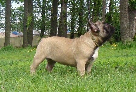 Французский бульдог щенок
