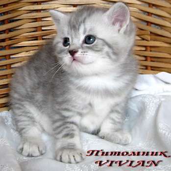  Британские мраморные  и вискасные котята из питомника VIVIA
