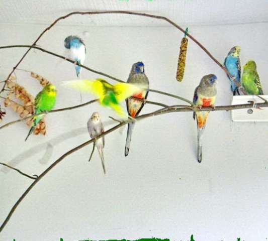 Волнистые попугаи (разных возрастов