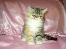 Продажа клубных котят, плюшевые
