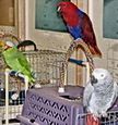 Попугаи и декоративные птицы