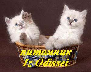 Более 10 Невских Маскарадных котят РАЗНЫХ окрасов!