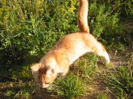 рыжий котенок Лучик, 4 мес., здоров, ищет дом
