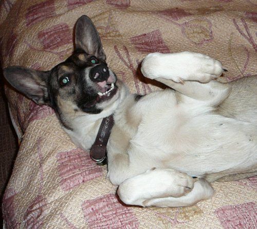 Идеальная семейная собачка Флейта, 9 мес. мечтает о Доме !!!