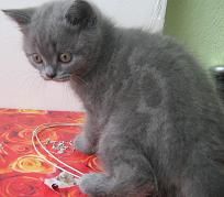 Продаются Британские голубые котята. 2,5 месяца. Недорого