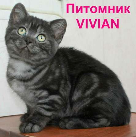  Британские дымные  котята .Питомник VIVIAN.