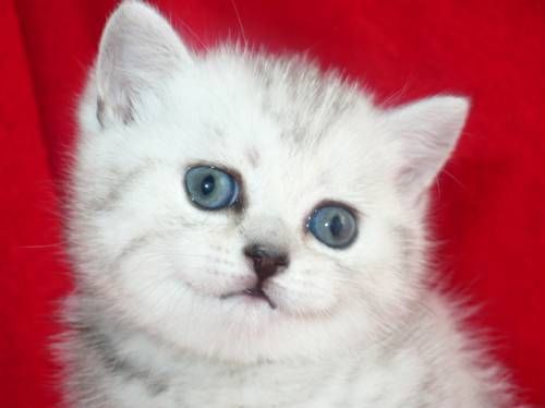 Британский короткошерстный серебряный котик. 