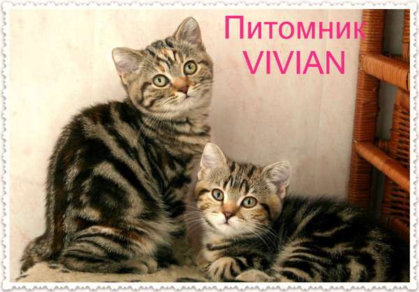  Британские котята из питомника VIVIAN.