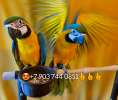 Сине желтый ара (ara ararauna)  - абсолютно ручные птенцы из питомника