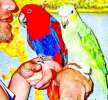 Продажа попугаев большие, средние, малые виды. Канарейки. Клетки, корм, минералы.