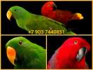Благородный попугай (Eclectus roratus)  -  ручные птенцы из питомника