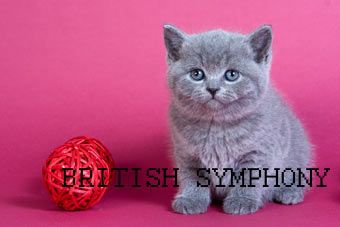 Британские котята голубого, лилового, шоколадного , черного золотого, биколор окрасов.