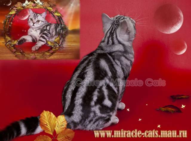 Рисунчатые британские котята - роскошное украшение Вашего дома ! 8-905-572-70-72 