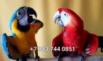   Биокорма премиум класса для крупных видов попугаев из Европы