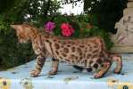 Кошечка и котёнок для души