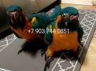 Синегорлый ара (Ara glaucogularis) - ручные птенцы из питомника