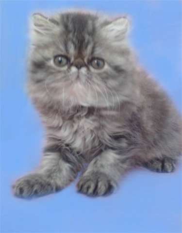 Персидские котята-очаровашки