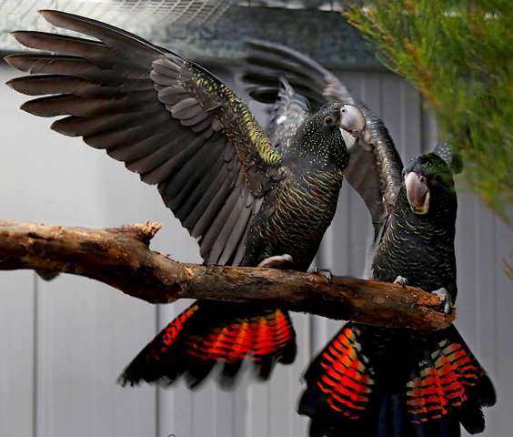 Траурный какаду Бэнкса, или краснохвостый траурный какаду (Calyptorhynchus banksii) ручные птенцы