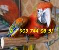 Гибрид попугаев ара  Тропикана - птенцы выкормыши из питомника 