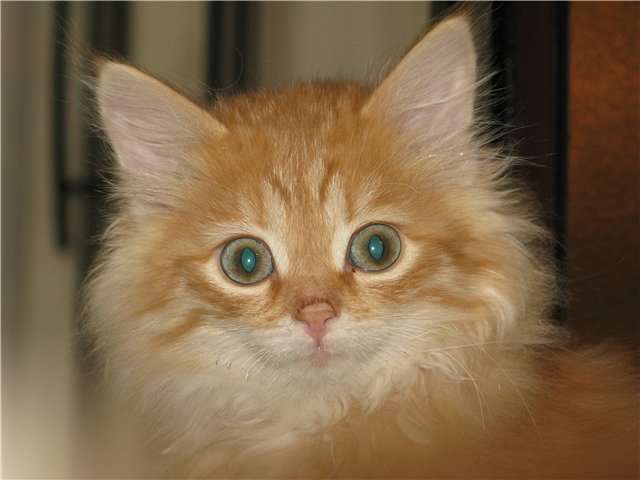 Очаровашка котенок персикового окраса