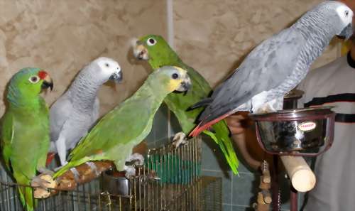 Продаются попугаи молодые венесуэльские амазоны приручены