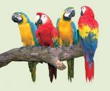 Попугаи из питомника "MNP"- говорящие, ручные - птенцы и взрослые птицы. Клетки, корм, мин