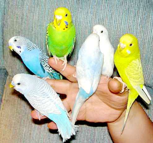 Волнистые попугаи опт розница, домашнего разведения