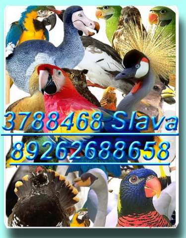 Попугаи большие, крупные, средние, малые виды: Ара, Амазон, Какаду, Жако, и др. Клетки, корм, минер.