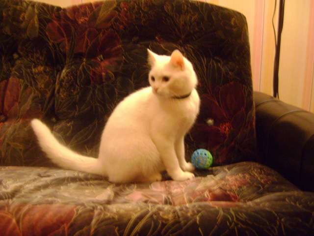 Белоснежный красавец кот
