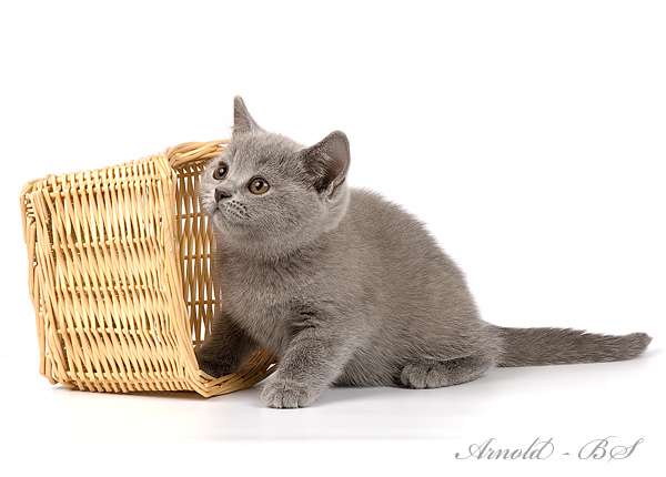 Обворожительное плюшевое чудо - голубой британский котенок