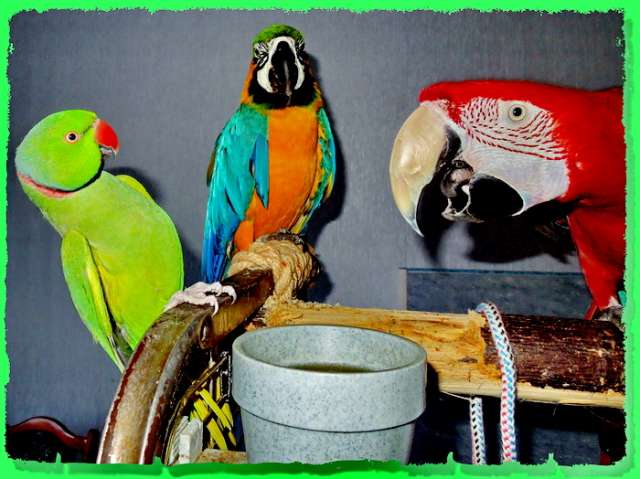 ЧУДНЫЕ (ЭЛИТНЫЕ) попугаи, крупные, средние, мелкие виды, ручные, говорящие. Канарейки. Клетки, корм.