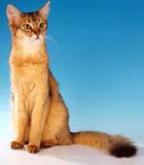 Сомалийская кошка (Сомали)