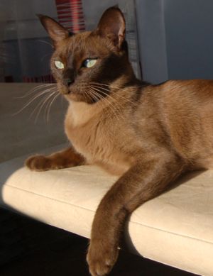 Тонкинская кошка (тонкинез) окрас натуральная норка 