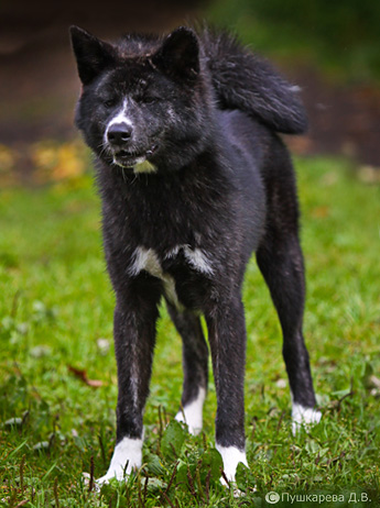 Акита-ину – порода собак из Японии. Описание и фото японской акита-ину