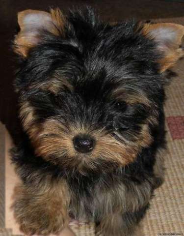 Йоркширский терьер мини беби фейс фото взрослой собаки