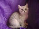 Британские плюшевые котята (страйт)