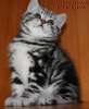  Британские  мраморные  котята из питомника Vivian.