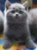 Британские котята голубого окраса и редких окрасов