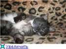 Плюшевый котик в хорошие руки))