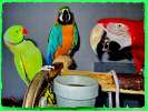 Птенцы попугаев, взрослые птицы, канарейки, декоративнаые пернатые. Клетки, корм, минералы для птиц.