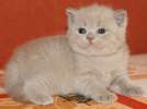 Британские котята - щекастые плюшевые межвежата