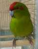 Какарик или прыгающий попугай, зелёный самец с клеткой