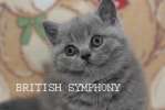 Британские котята голубого, лилового, шоколадного и черного окрасов.