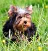 Питомник Лембо Праут  предлагает щенка Йоркширского терьера!! Девочка очень красивая!!!